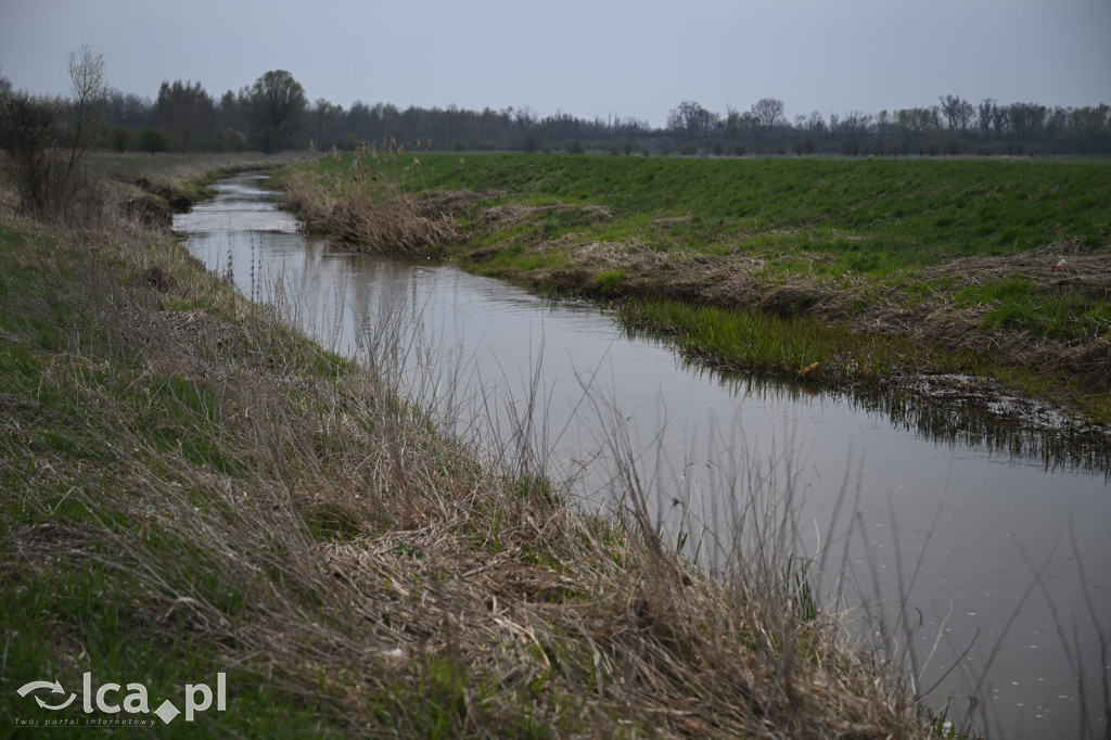 Ktoś niszczy tamę, ptaki zagrożone