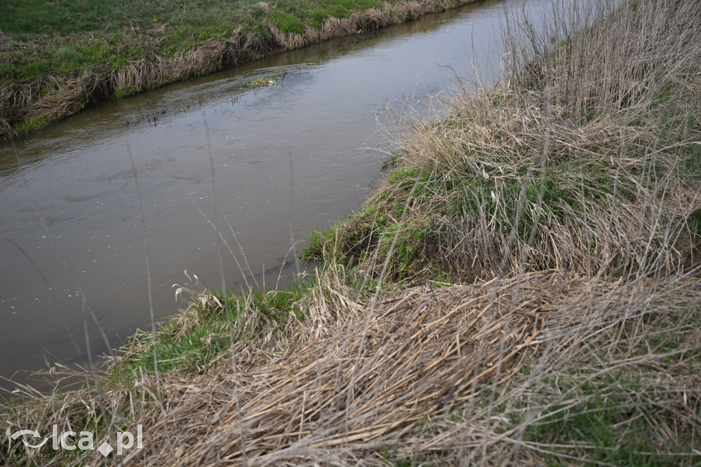 Ktoś niszczy tamę, ptaki zagrożone