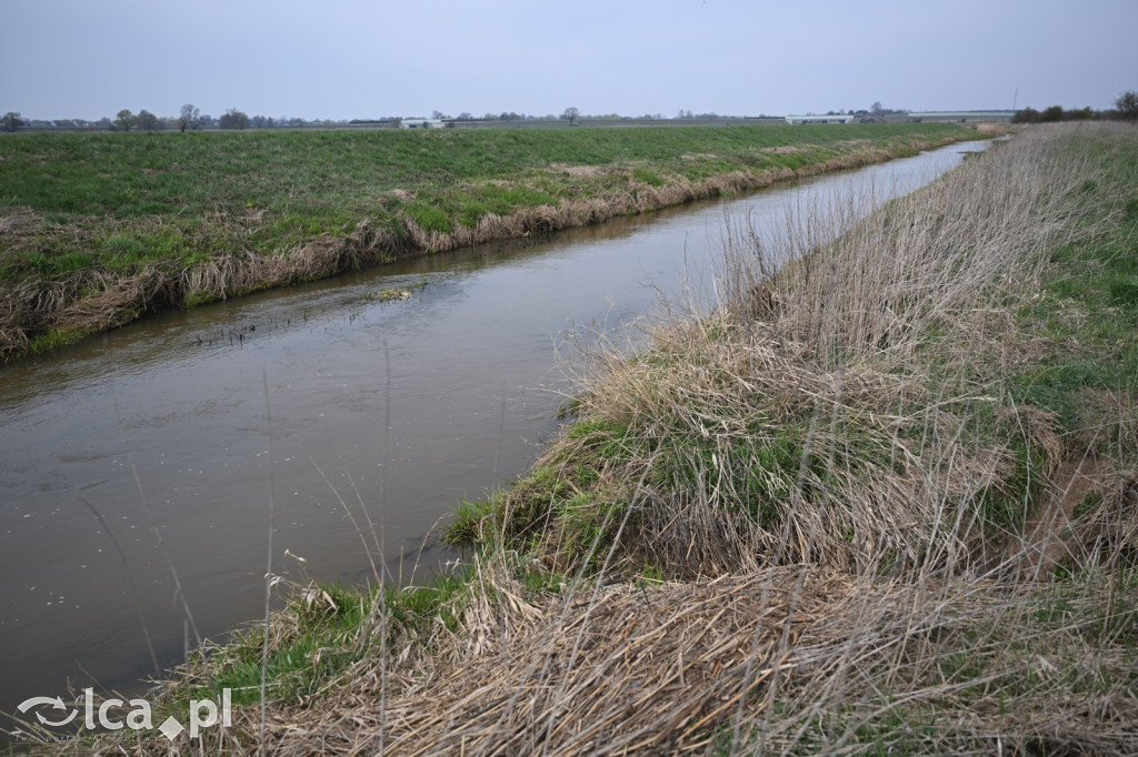 Ktoś niszczy tamę, ptaki zagrożone