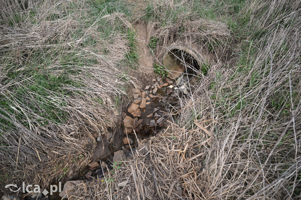 Ktoś niszczy tamę, ptaki zagrożone