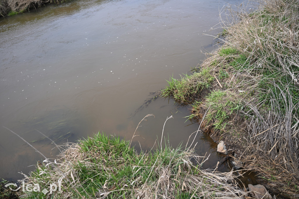 Ktoś niszczy tamę, ptaki zagrożone