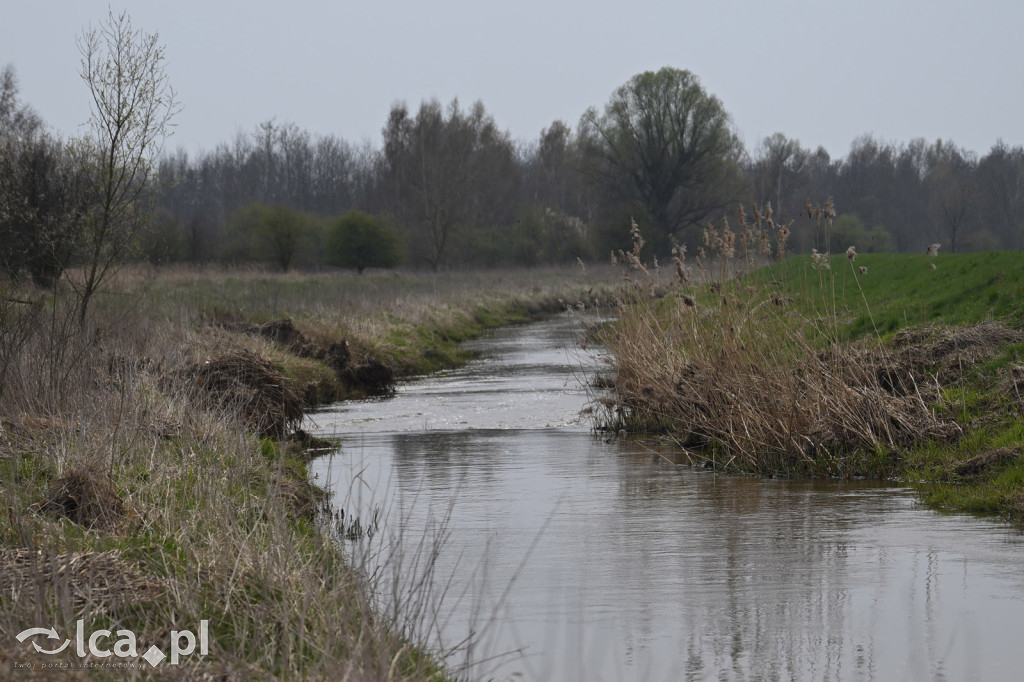 Ktoś niszczy tamę, ptaki zagrożone
