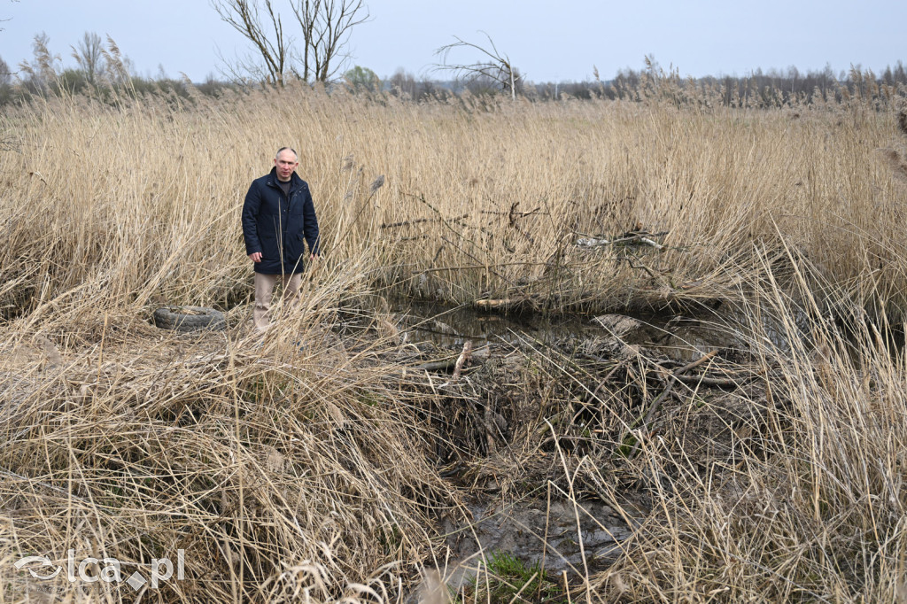Ktoś niszczy tamę, ptaki zagrożone