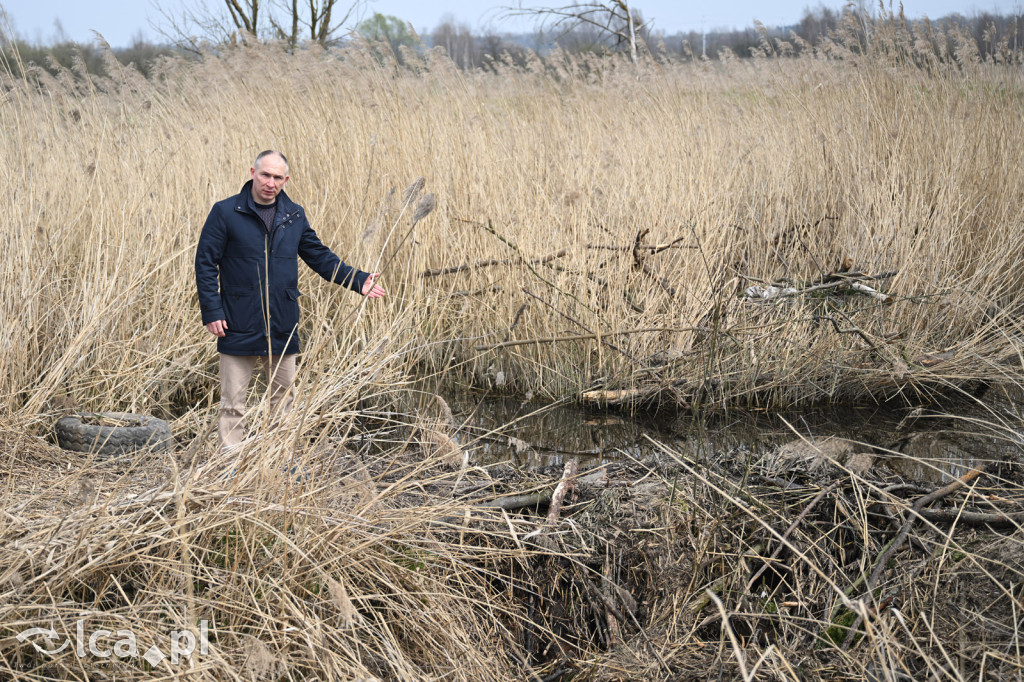Ktoś niszczy tamę, ptaki zagrożone