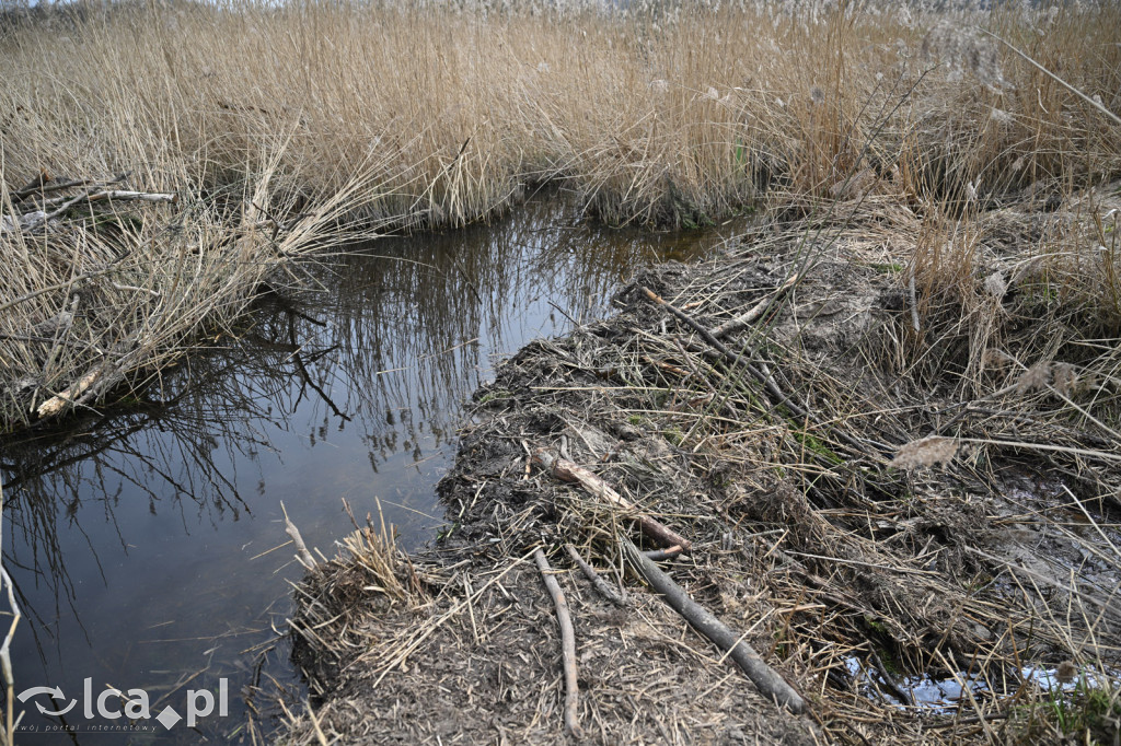Ktoś niszczy tamę, ptaki zagrożone