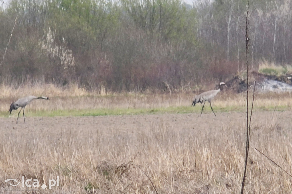 Ktoś niszczy tamę, ptaki zagrożone