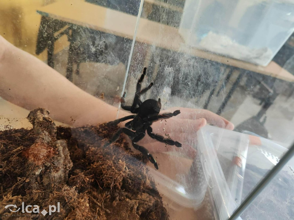 Tłumy na dniu otwartym „Budowlanki”