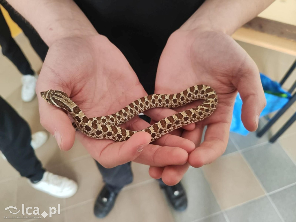 Tłumy na dniu otwartym „Budowlanki”