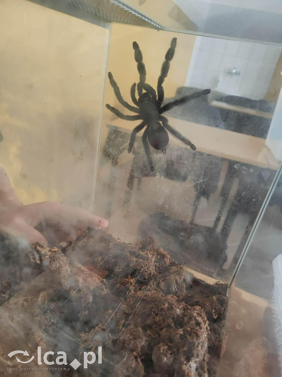 Tłumy na dniu otwartym „Budowlanki”