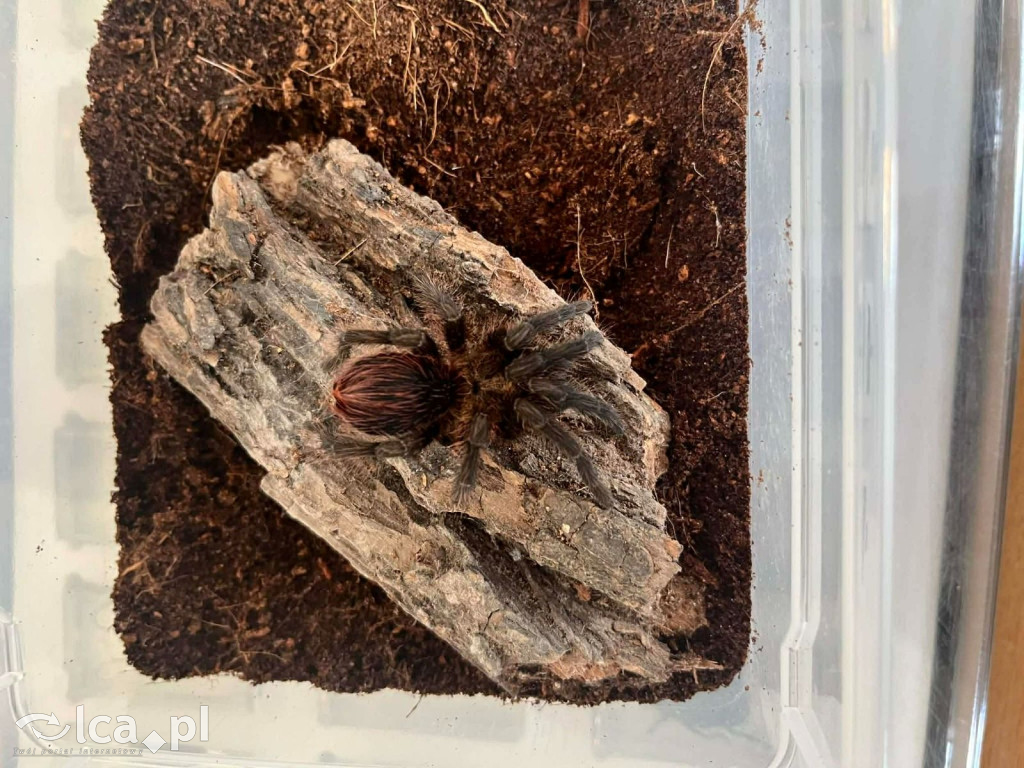 Tłumy na dniu otwartym „Budowlanki”