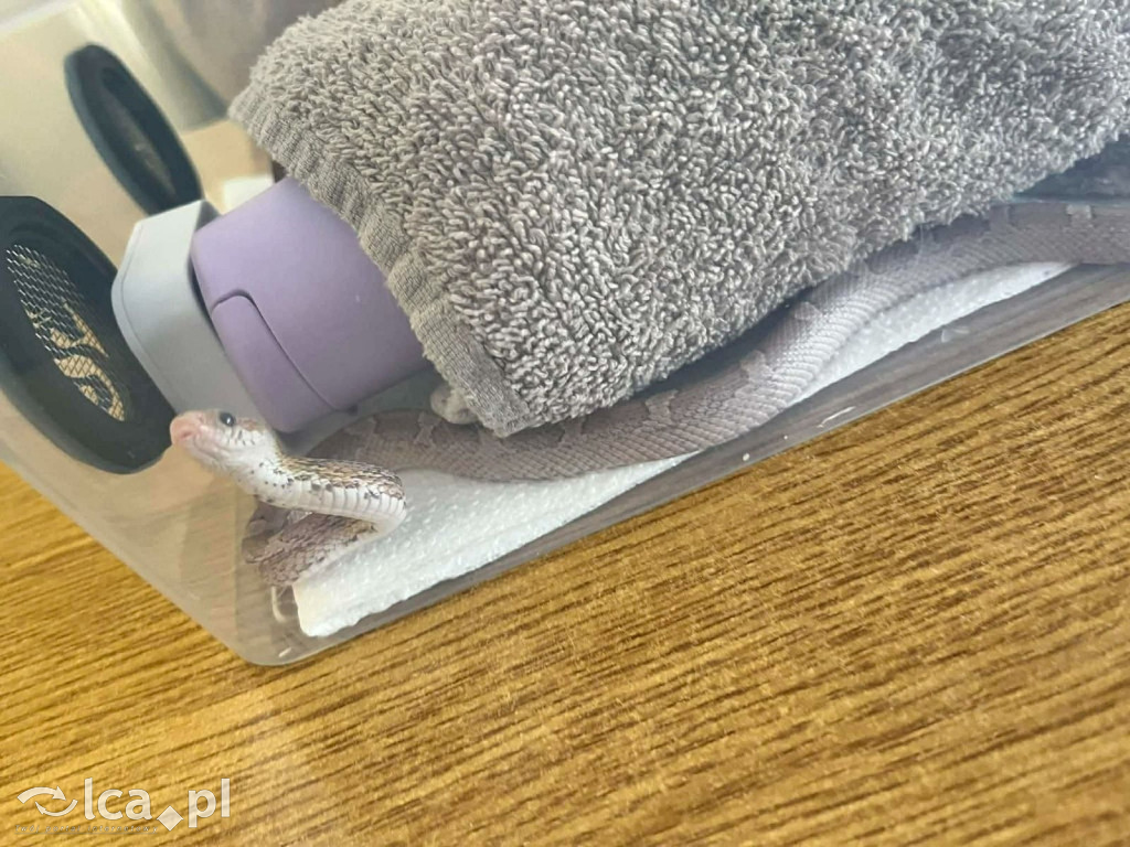 Tłumy na dniu otwartym „Budowlanki”