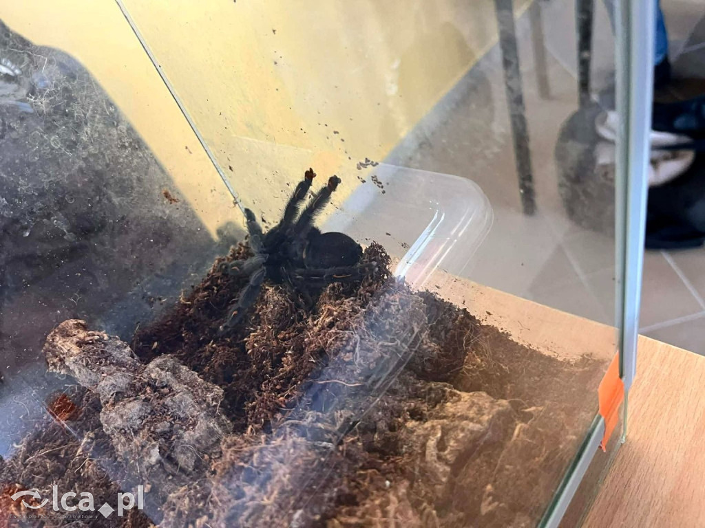 Tłumy na dniu otwartym „Budowlanki”