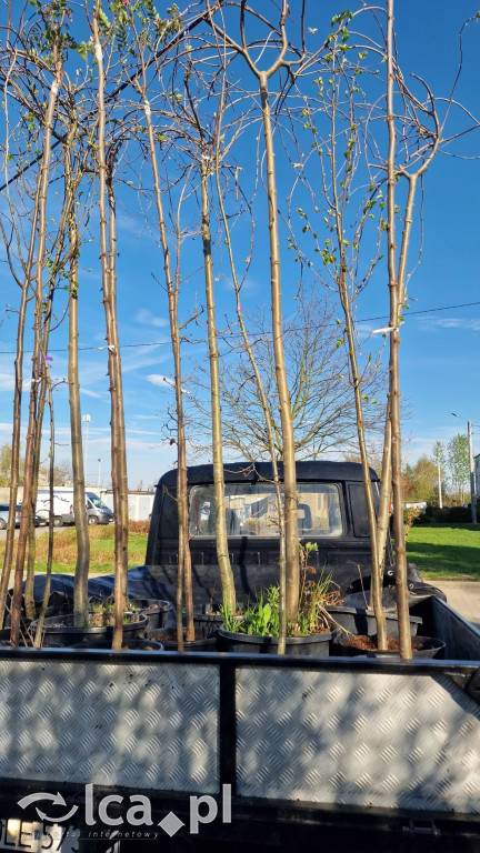 Na osiedlu Złotniki powstał „Park Wiejski”