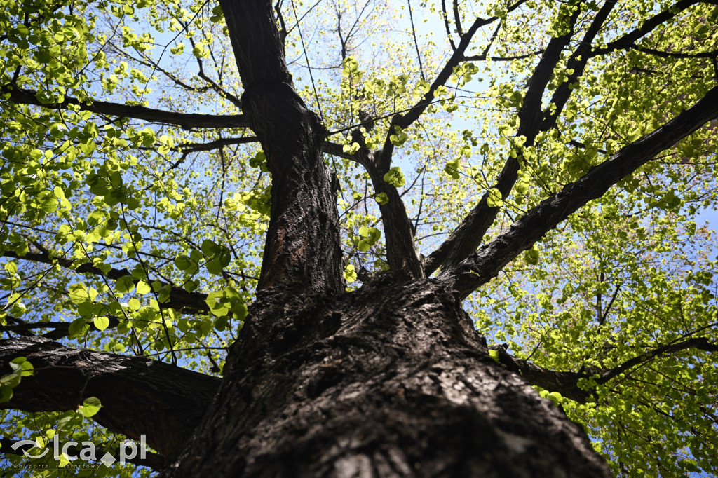 Legnicka warownia znów zaprasza