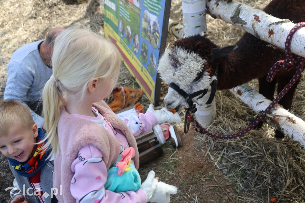 Szukasz czegoś. Zajedź do Bartoszowa