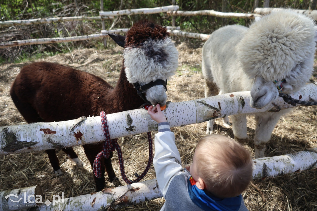 Szukasz czegoś. Zajedź do Bartoszowa