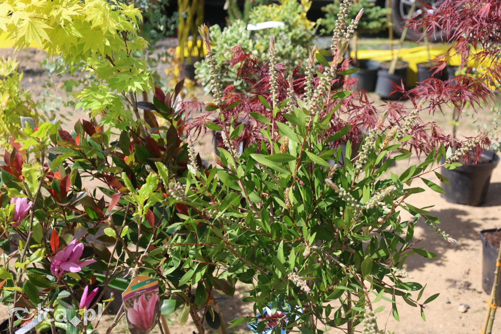 Szukasz czegoś. Zajedź do Bartoszowa