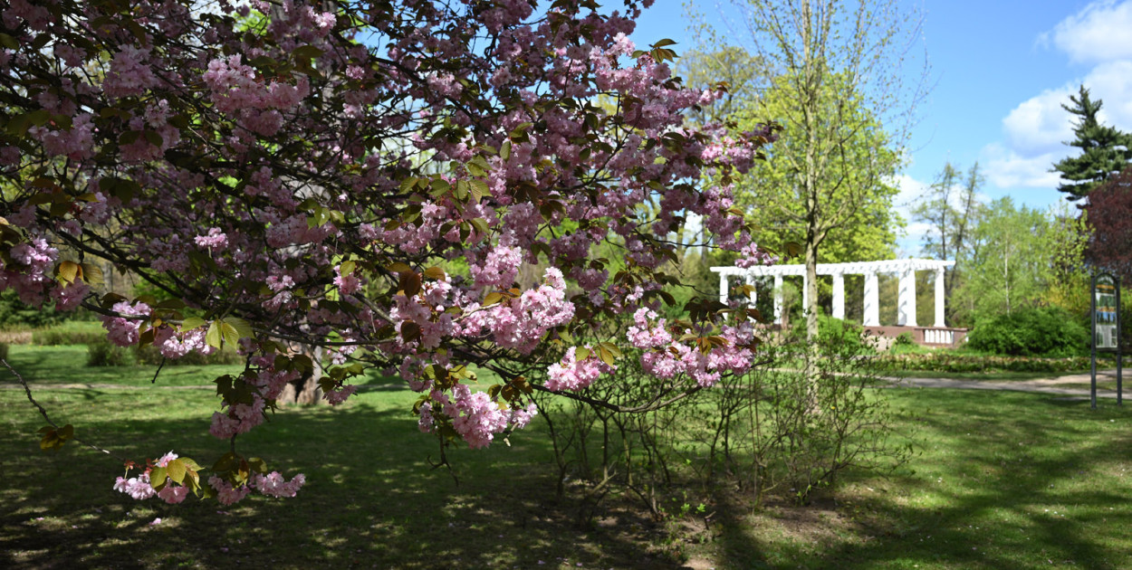 Spóźniona wiosna nadrabia czas w parku