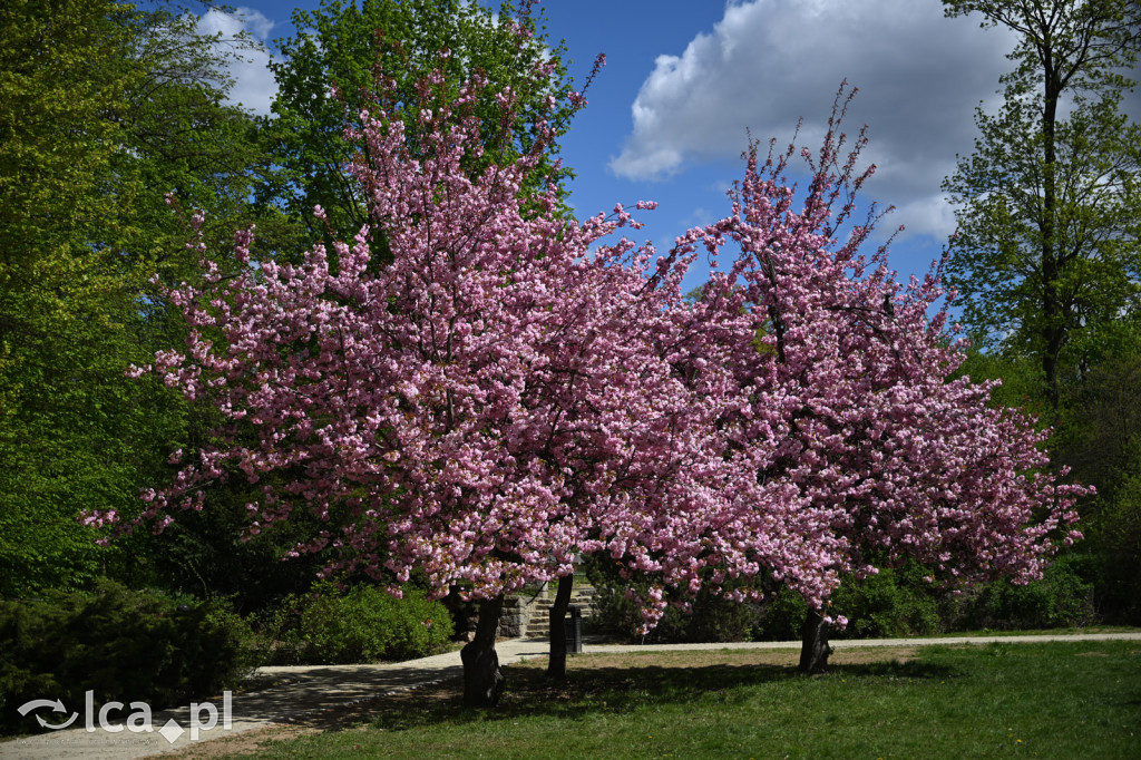 Spóźniona wiosna nadrabia czas w parku