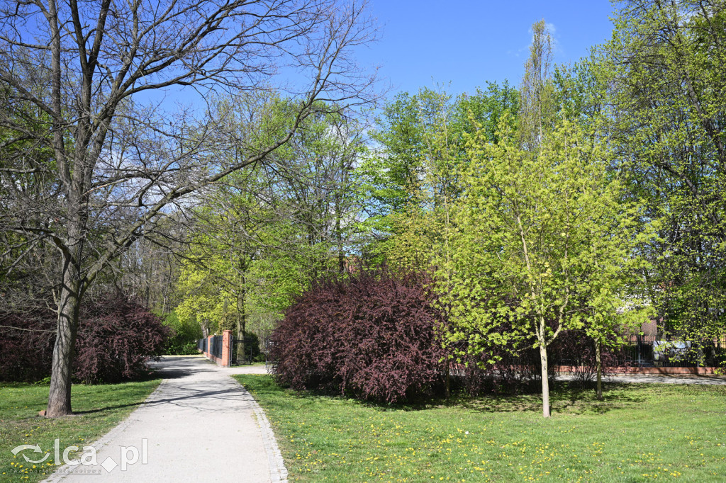 Spóźniona wiosna nadrabia czas w parku