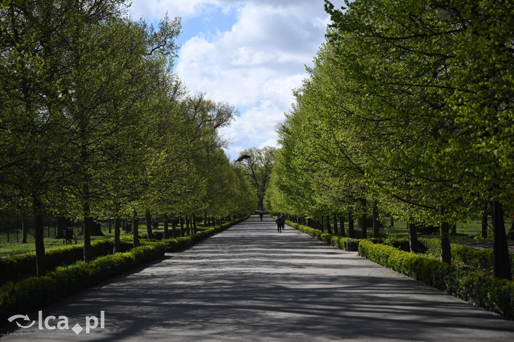 Spóźniona wiosna nadrabia czas w parku