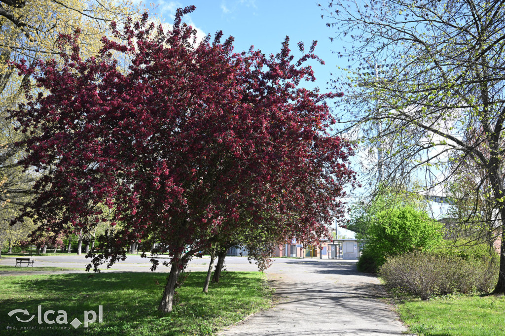 Spóźniona wiosna nadrabia czas w parku