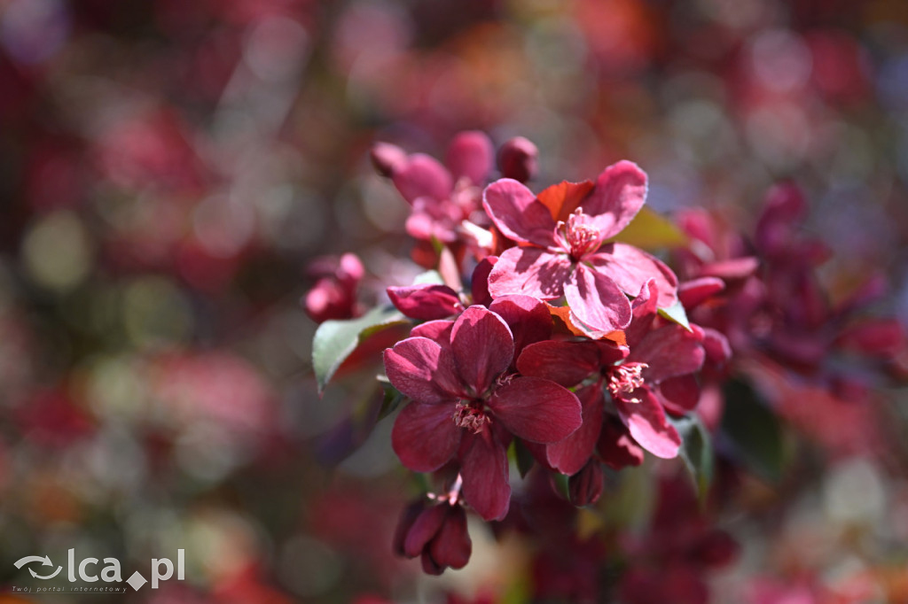 Spóźniona wiosna nadrabia czas w parku