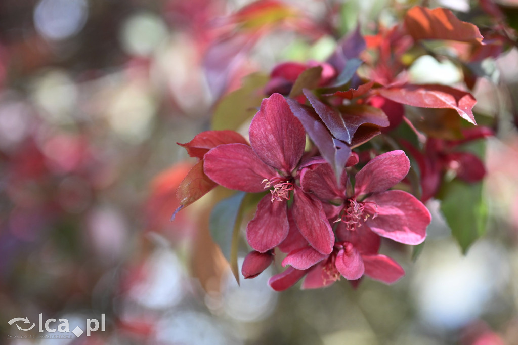 Spóźniona wiosna nadrabia czas w parku