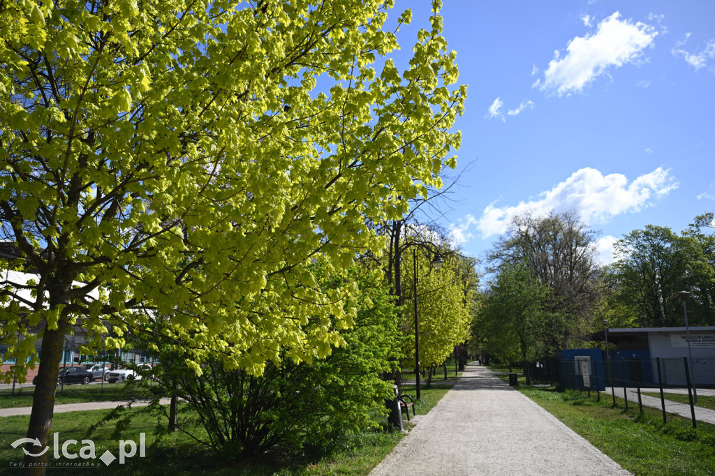 Spóźniona wiosna nadrabia czas w parku