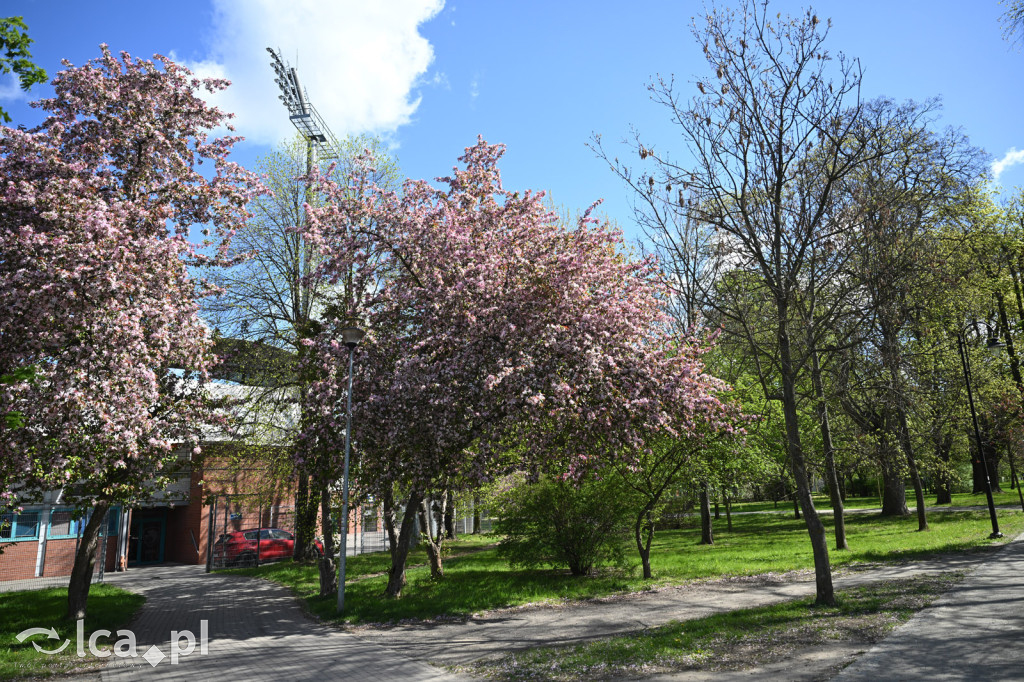 Spóźniona wiosna nadrabia czas w parku