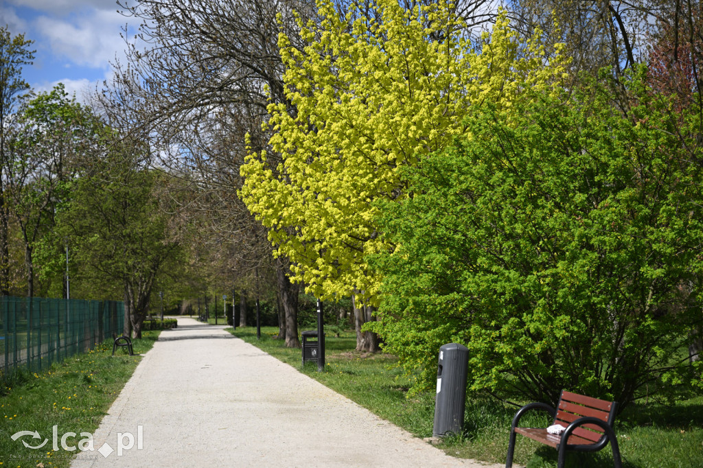Spóźniona wiosna nadrabia czas w parku