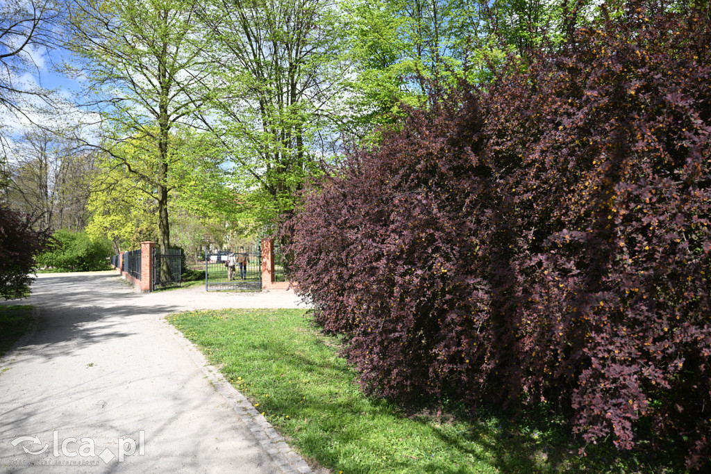 Spóźniona wiosna nadrabia czas w parku