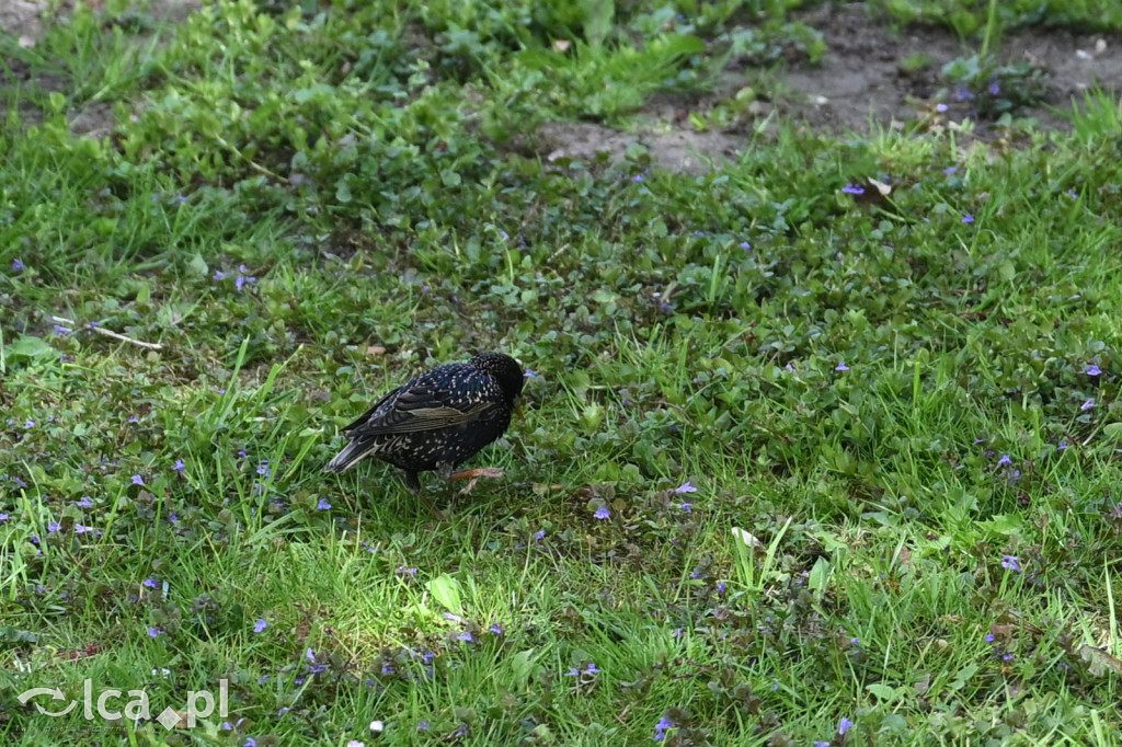Spóźniona wiosna nadrabia czas w parku