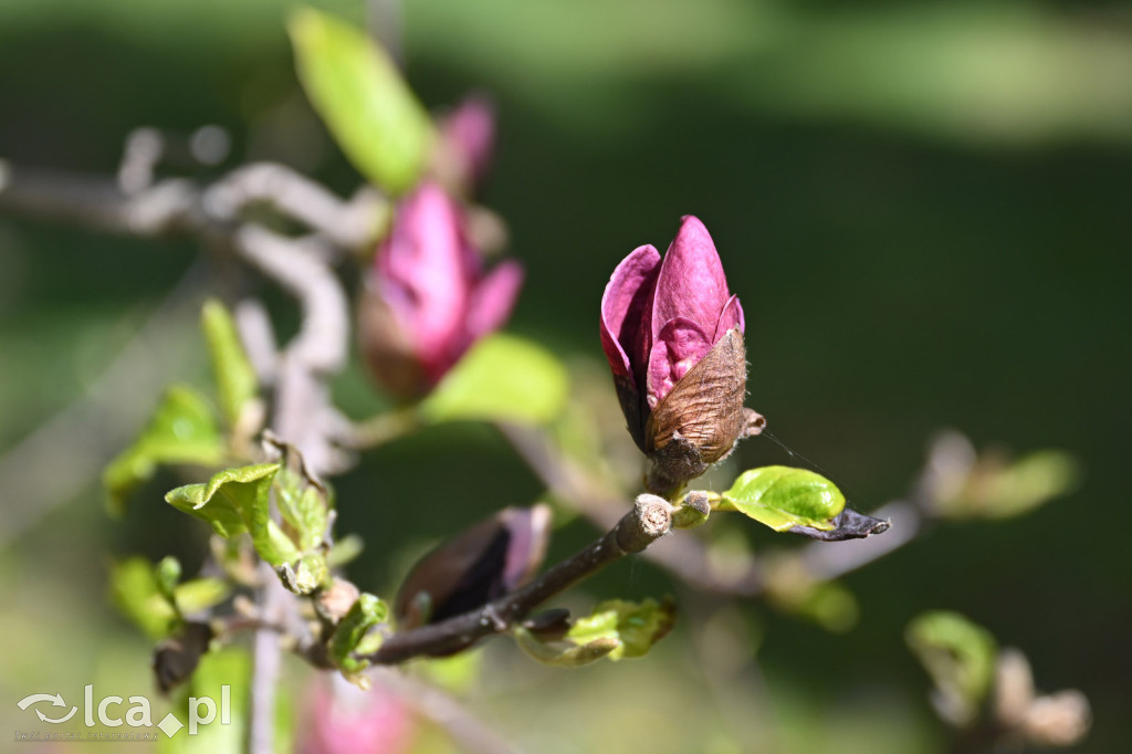 Spóźniona wiosna nadrabia czas w parku