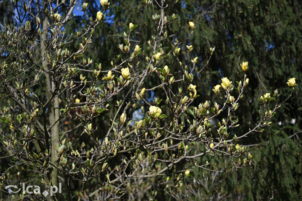 Spóźniona wiosna nadrabia czas w parku