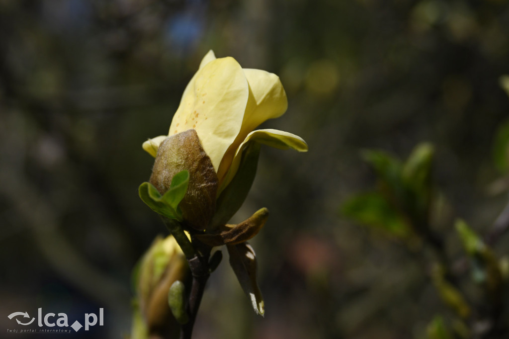 Spóźniona wiosna nadrabia czas w parku