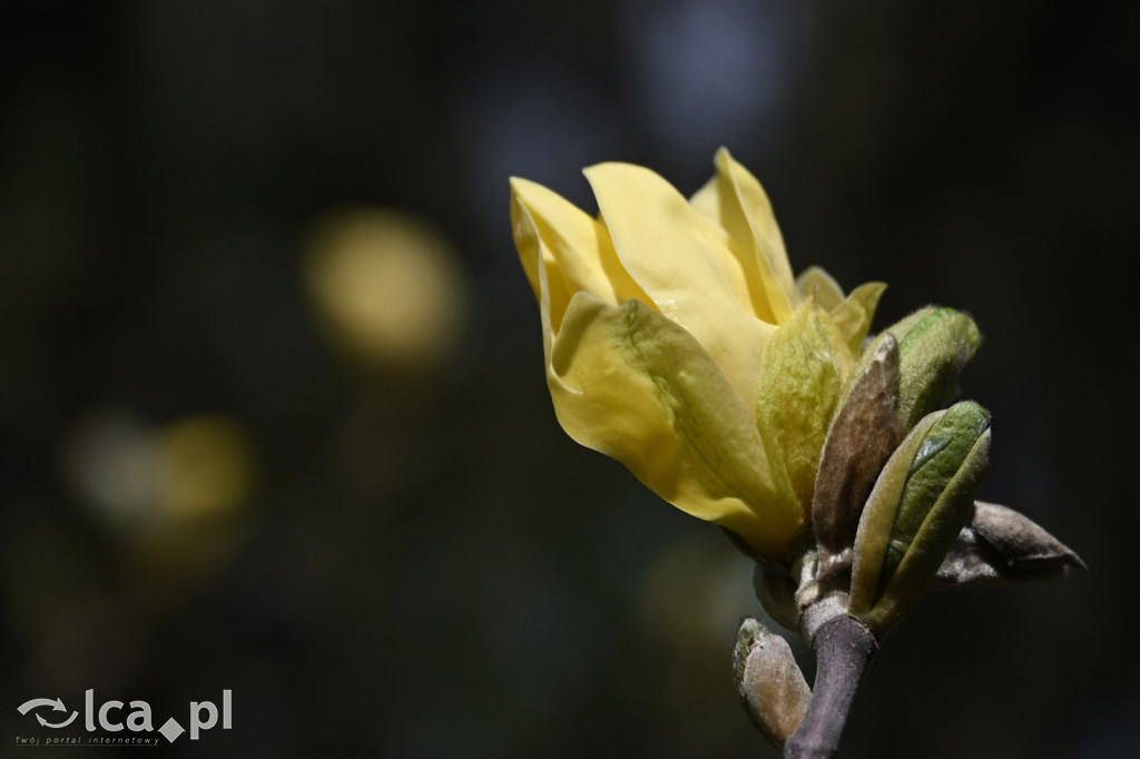 Spóźniona wiosna nadrabia czas w parku