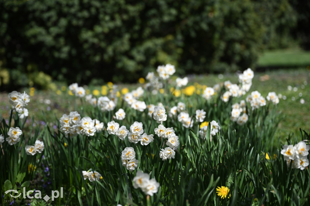 Spóźniona wiosna nadrabia czas w parku
