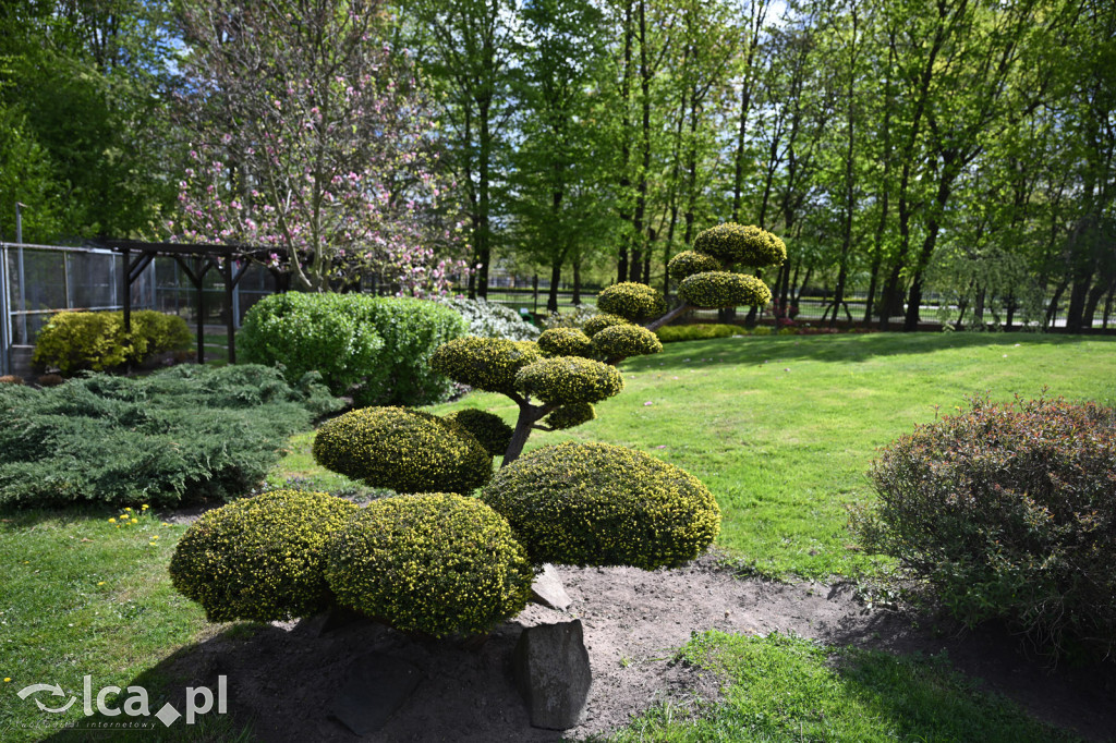 Spóźniona wiosna nadrabia czas w parku