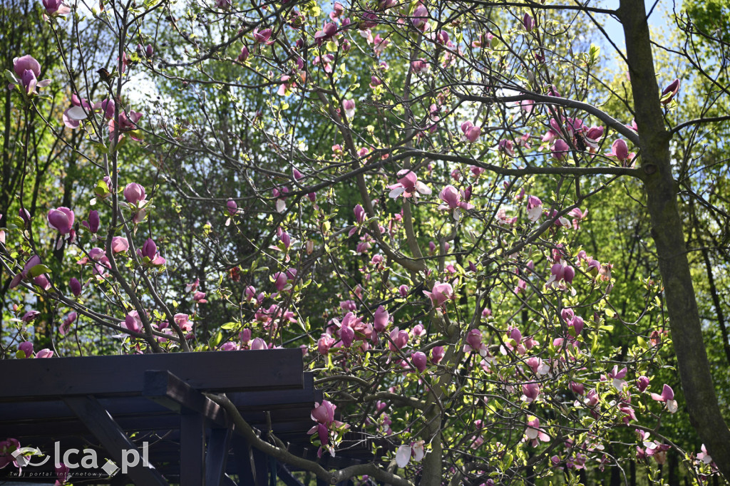 Spóźniona wiosna nadrabia czas w parku