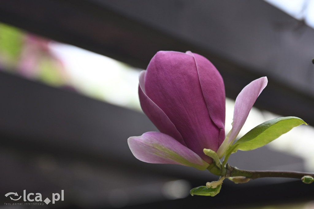 Spóźniona wiosna nadrabia czas w parku