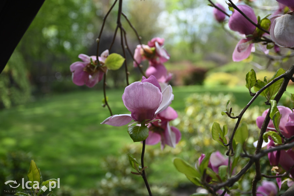 Spóźniona wiosna nadrabia czas w parku
