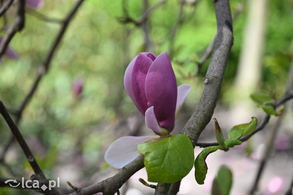 Spóźniona wiosna nadrabia czas w parku