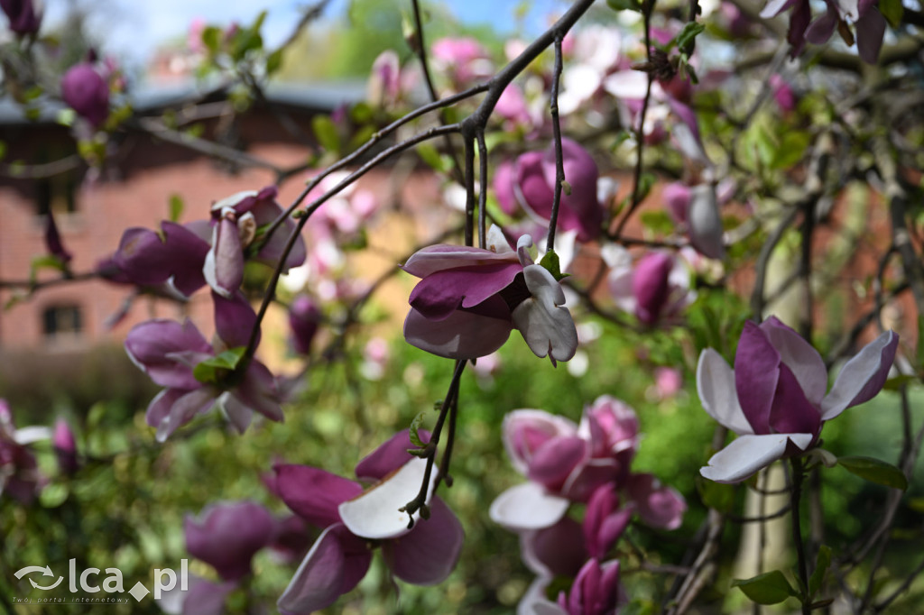 Spóźniona wiosna nadrabia czas w parku