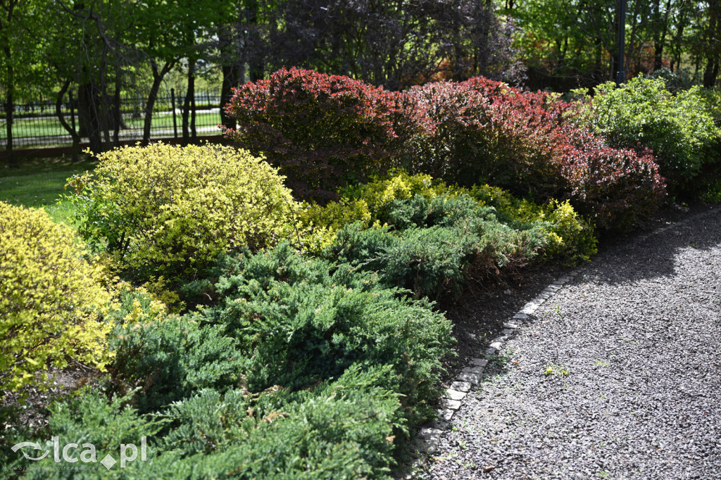 Spóźniona wiosna nadrabia czas w parku