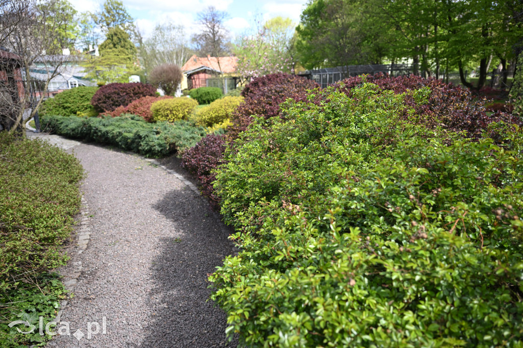 Spóźniona wiosna nadrabia czas w parku