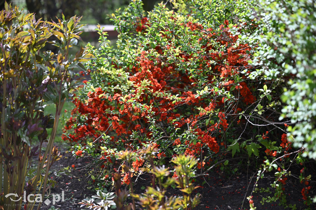 Spóźniona wiosna nadrabia czas w parku