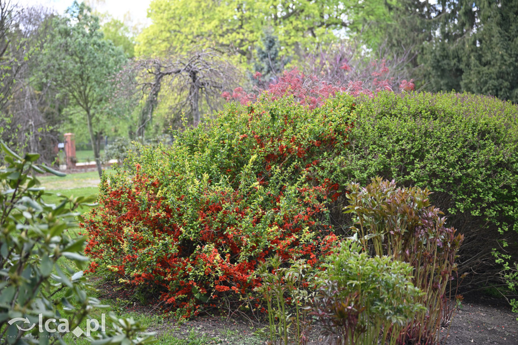 Spóźniona wiosna nadrabia czas w parku