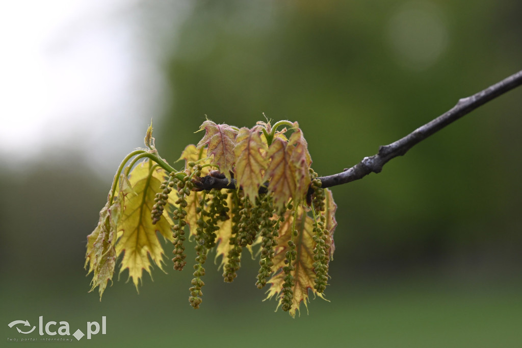 Spóźniona wiosna nadrabia czas w parku