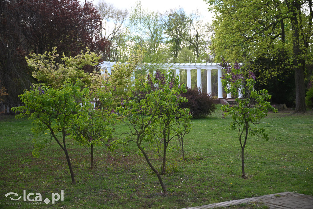 Spóźniona wiosna nadrabia czas w parku